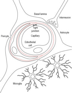 Read more about the article Blood brain barrier microfluidic models [Brain on Chip]