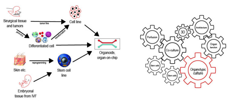 Read more about the article Organotypic culture: from the beginning to  3D cell culture