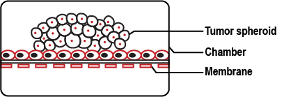 Read more about the article Spheroids as powerul 3D-cell culture intermediates