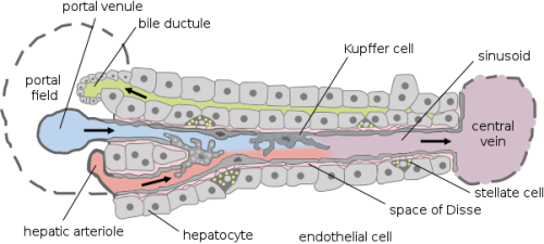 Read more about the article A versatile microfluidic tool for the 3D culture of HepaRG cells seeded at various stages of differentiation
