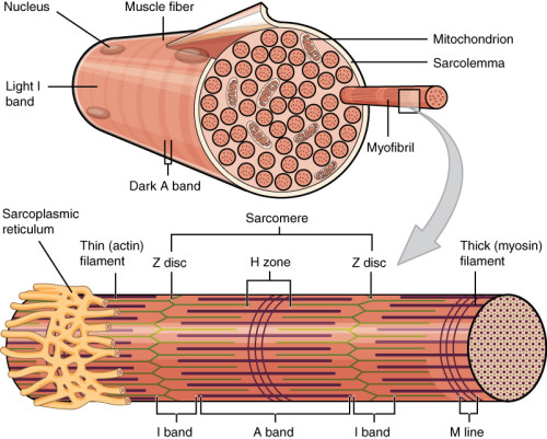 Read more about the article Muscle on a Chip: State of the Art
