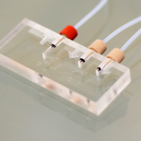 Read more about the article Perfusion systems: continuous medium flow for cell culture