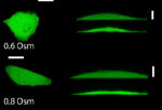 Read more about the article Live-cell and perfusion: weak protein-protein interactions