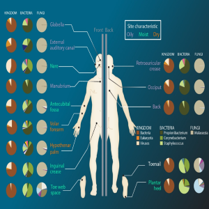 Read more about the article Human Microbiota and Microbioma : in vitro Culturing Approaches