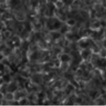 Cherry_Biotech_heart_on_chip_cell-culture-cardiomyocytes-7-days