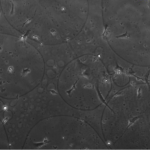 Cherry_Biotech_heart_on_chip_cell-culture-cardiomyocytes_4_days