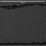 Cherry_Biotech_heart_on_chip_cell-culture-experimentation-fibroblasts