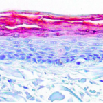 Cherry_Biotech_skin_on_chip