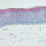 Cherry_Biotech_skin_on_chip_2