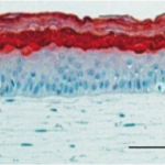 Cherry_Biotech_skin_on_chip_3