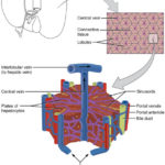 Microscopic_Anatomy_of_Liver-Biotech-Cubix