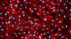 Vascularized-3d-biological-model