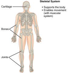 CherryBiotech-system-of-the-body-figure-3-skeletal-system