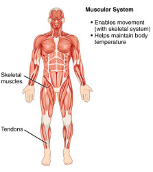 CherryBiotech-system-of-the-body-figure-4-muscular-system
