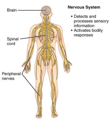 CherryBiotech-system-of-the-body-figure-5-nervous-system