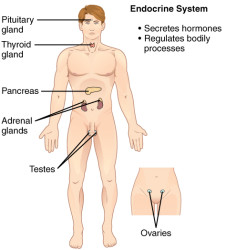 CherryBiotech-system-of-the-body-figure-6-endocrine-system