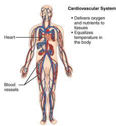 CherryBiotech-system-of-the-body-figure-7-cardiovascular-system