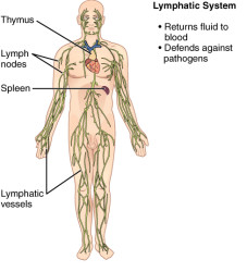 CherryBiotech-system-of-the-body-figure-8-lymphatic-and-immunitary-systems