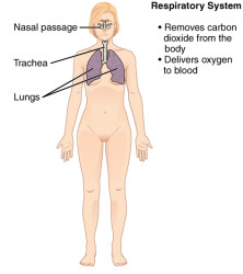 CherryBiotech-system-of-the-body-figure-9-respiratory-system