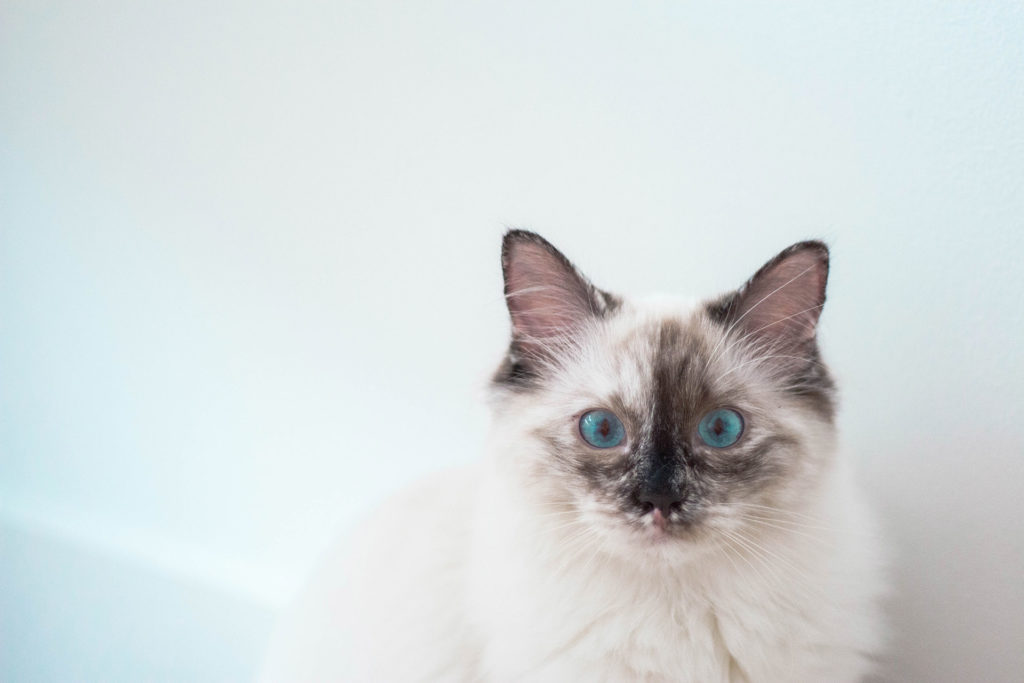Read more about the article Animal Models in Diabetes Research