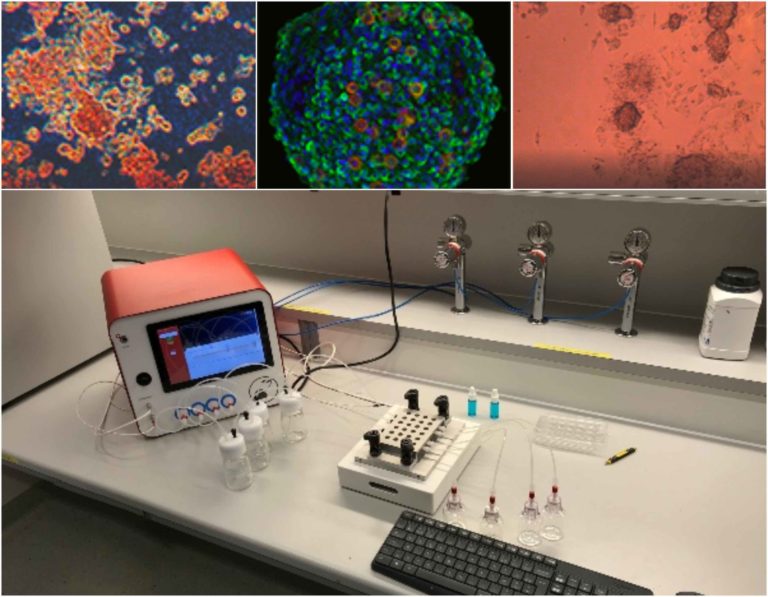 Read more about the article Probing Insulin Sensitivity with Metabolically Competent Human Stem Cell-Derived White Adipose Tissue Microphysiological Systems