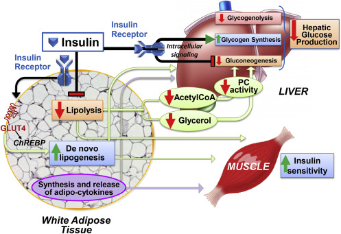 Read more about the article Insulin action in adipocytes, adipose remodeling, and systemic effects (Santoro et al, 2021)