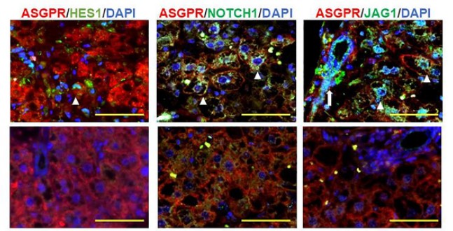 Read more about the article Restorative effect of adipose tissue-derived stem cells on impaired hepatocytes through Notch signaling in non-alcoholic steatohepatitis mice (Ishida et al, 2021)