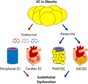 Adipose Tissue Endothelial Cell Interactions