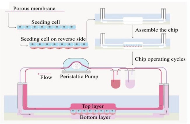 Read more about the article Liver microphysiological platforms for drug metabolism applications