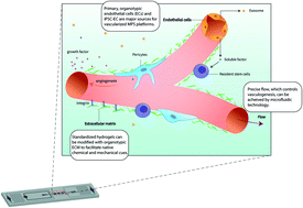 Read more about the article The vascular niche in next generation microphysiological systems