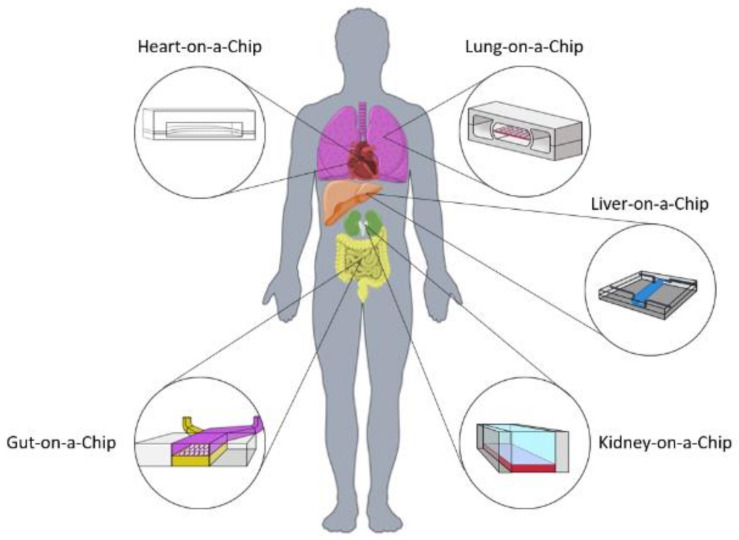 Read more about the article A Review of Biomaterials and Scaffold Fabrication for Organ-on-a-Chip Systems