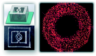 microfluidic-device-for-a-3D-vascularized-organ-on-a-chip