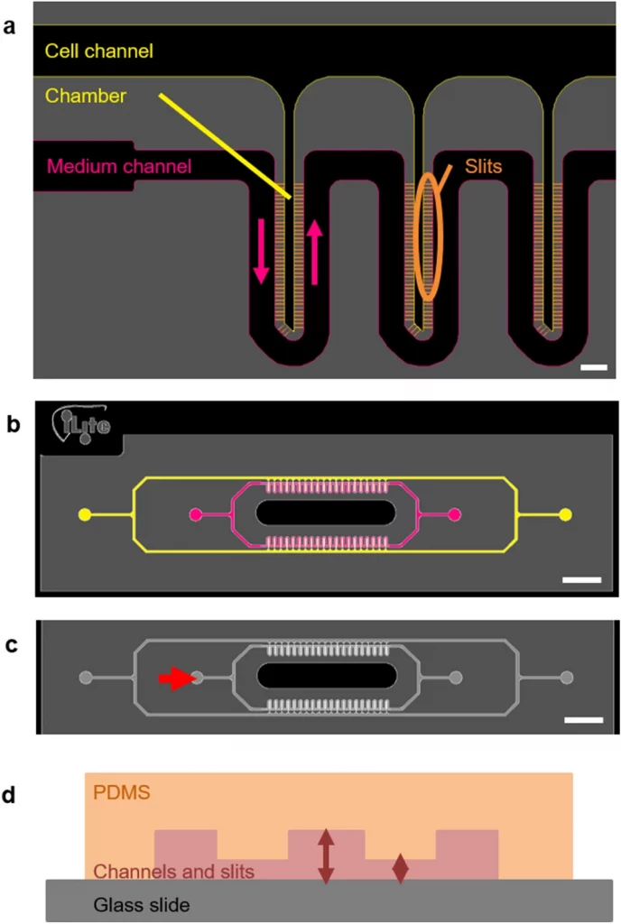3D-culture-of-HepaRG-cells