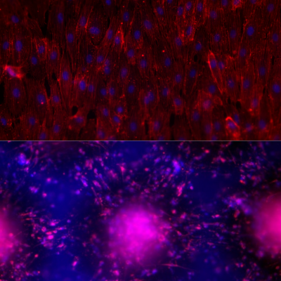Cherry_Biotech-CubiX-IDEFIX project-organoids.jpg