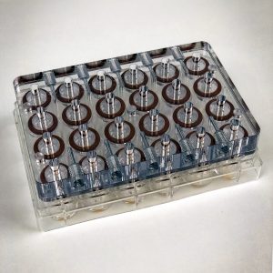 image 4 Pré-clinical, 3D Culture & In Vitro Tox