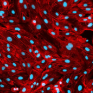 Vascularized-3d-biological-model Vascularized-3d-biological-model