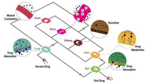 in-vitro-microphysiological-models