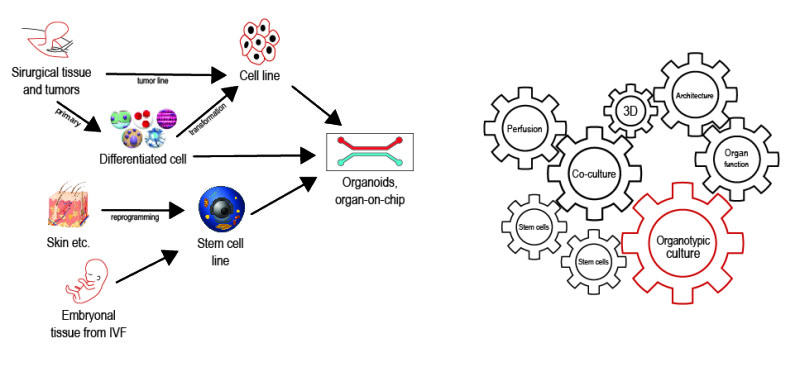 Read more about the article Organotypic culture: from the beginning to  3D cell culture