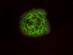 Read more about the article From 2D to 3D cell cultures