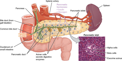 Read more about the article Pancreas on a chip : State of the Art