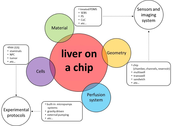 Read more about the article Liver function and liver on a chip