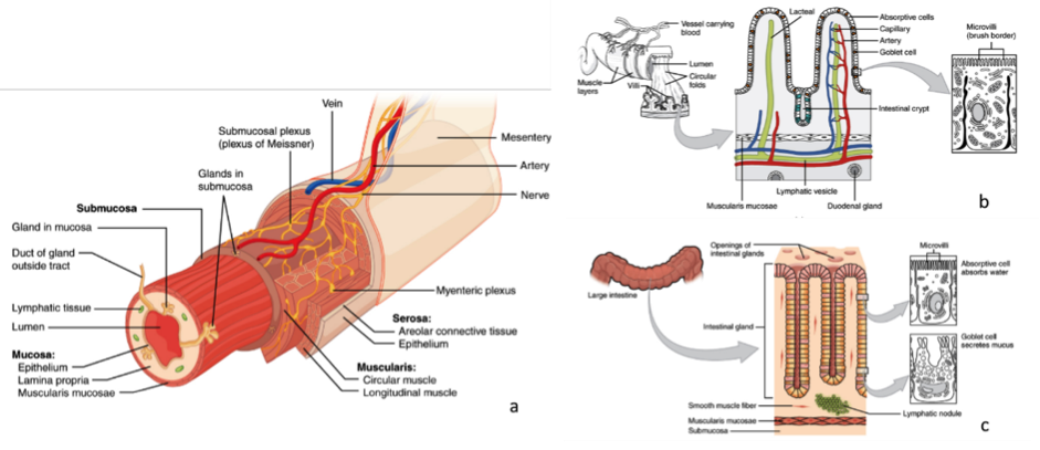 Read more about the article Intestinal Biopsies Beyond Histological Diagnosis: Ex-vivo Culturing and Precision Cut Slices for Precision Pharmacology