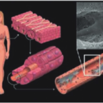 Cherry_Biotech_liver_biopsy_on_chip_2-300x235