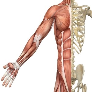 Read more about the article Skeletal Muscle Biopsy Beyond Histological Diagnosis: Ex-vivo Culturing and 3D Bioengineered model
