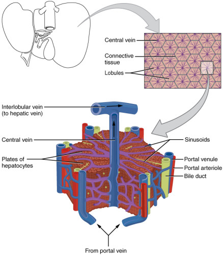Read more about the article Liver on a chip state of the art