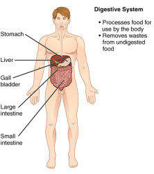 CherryBiotech-system-of-the-body-figure-10-digestive-system