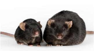 Obese Mice Adiponectin Diabetes