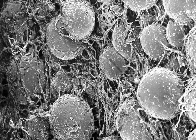 Adipocytes 3d cell