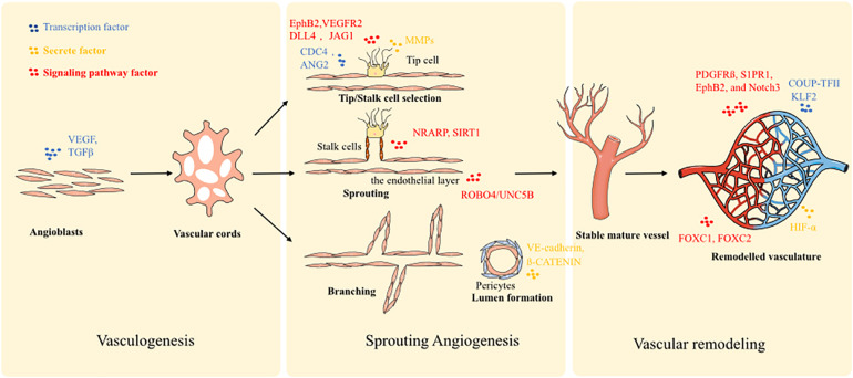 Read more about the article Rebuilding the Vascular Network: In vivo and in vitro Approaches (Meng et al, 2021)