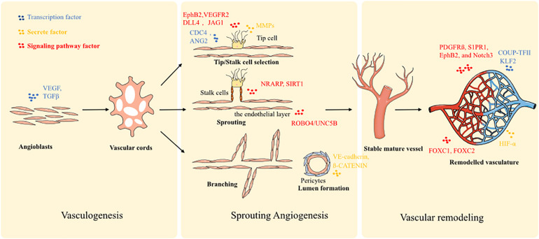 Vascularization in 3D cell models